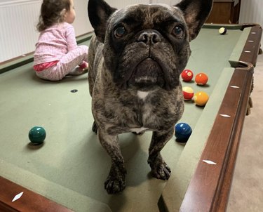 french bulldog standing on pool table