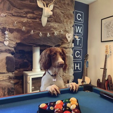 dog standing against pool table with paws on table