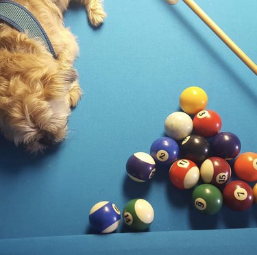 dog lying on pool table by balls