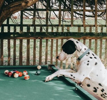 dalmatian dog looking at billiard table