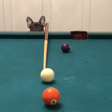 tiny french bulldog staring at pool table