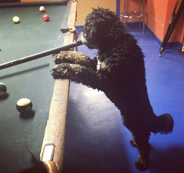 curly black dog standing by pool table