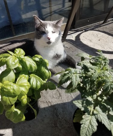 Gray and white cat enjoying sunshine with plants.
