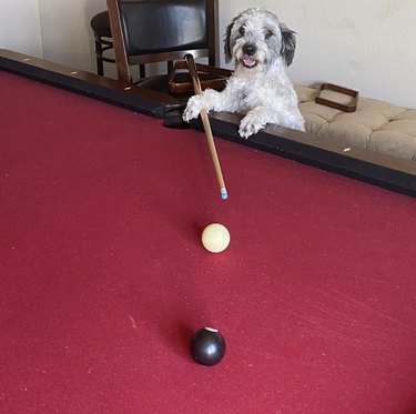 dog holding cue stick with mouth open