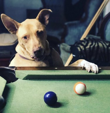 dog staring at billiard balls