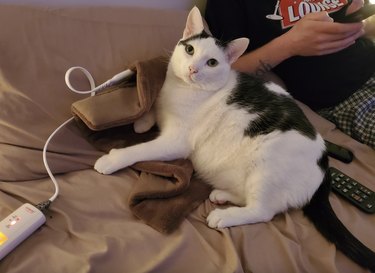 A cat is resting on a heating pad.