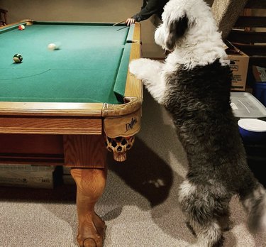 dog standing against pool table looking curious