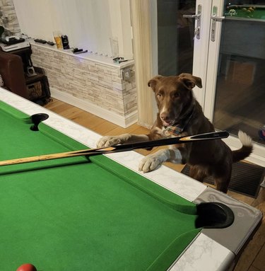 dog with cue stick on pool table