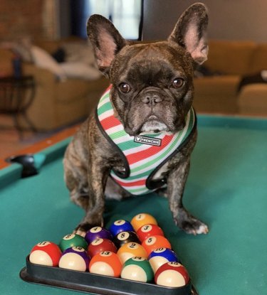 small french bulldog sitting on pool table