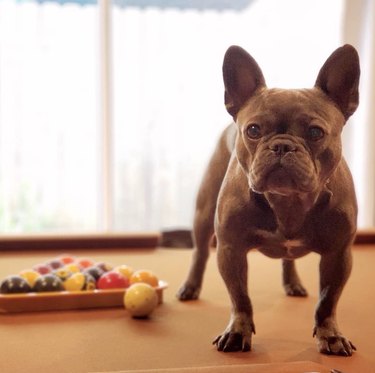 frenchie standing on pool table
