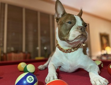 dog lying on pool table