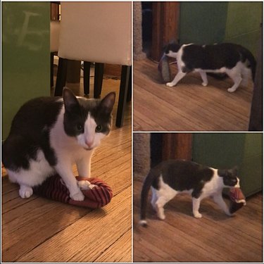 Three photos of a cat stealing their human's slippers.