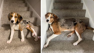 Comparison photos of dog as puppy and adult on the same staircase