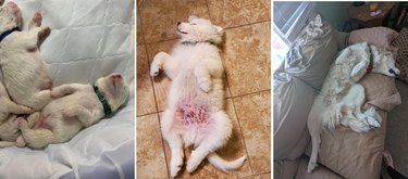 Comparison photos of dog as newborn, puppy, and adult in the same sleeping position