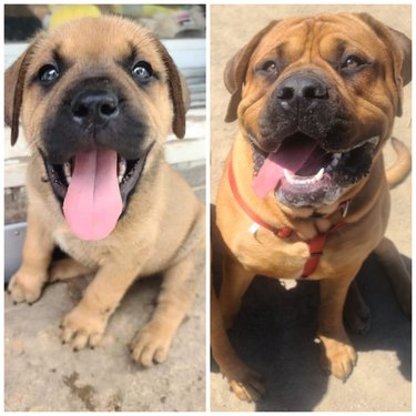 Comparison photos of dog as puppy and adult