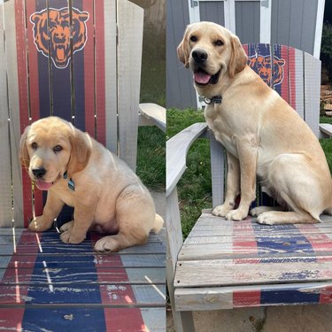Comparison photos of dog as puppy and adult sitting in the same lawn chair