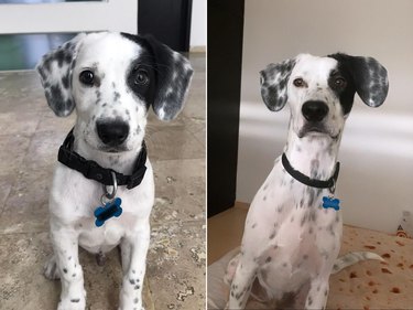 Comparison photos of dog as puppy and adult