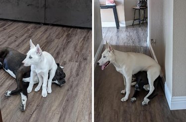 Comparison photos of dog as puppy and adult sitting on adult dog's head