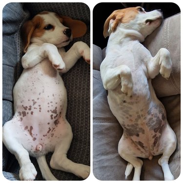 Comparison photos of dog laying on her back as puppy and adult