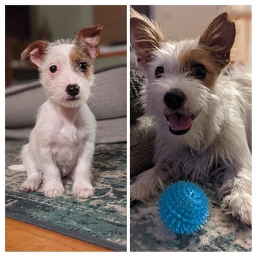 Comparison photos of dog as puppy and adult