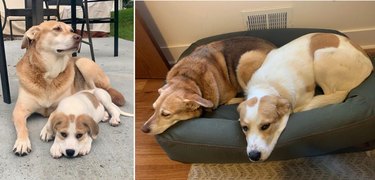 Comparison photos of dog as puppy and adult with adult dog
