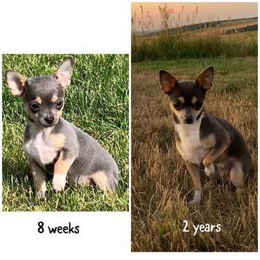 Comparison photos of dog as puppy and adult lifting a paw