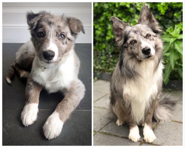 Comparison photos of dog as puppy and adult