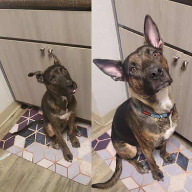 Comparison photos of dog as puppy and adult