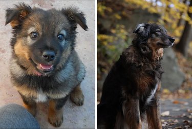 Comparison photos of dog as puppy and adult