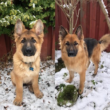 Comparison photos of dog as puppy and adult in the snow