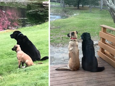 Comparison photos of dog as puppy and adult next to adult dog