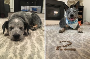 Comparison photos of dog as puppy and adult