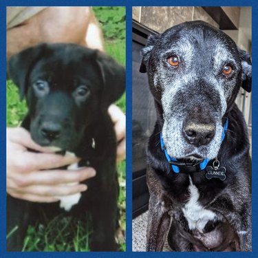 Comparison photos of dog as puppy and senior