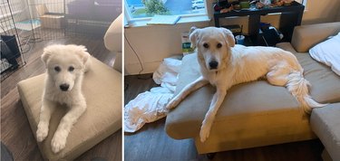 Comparison photos of dog as puppy and adult on the same couch cushion