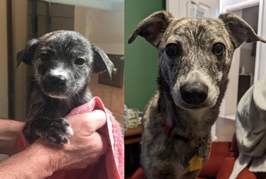 Comparison photos of dog as puppy and adult