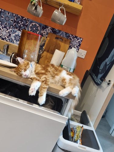cat sleeping on kitchen counter.