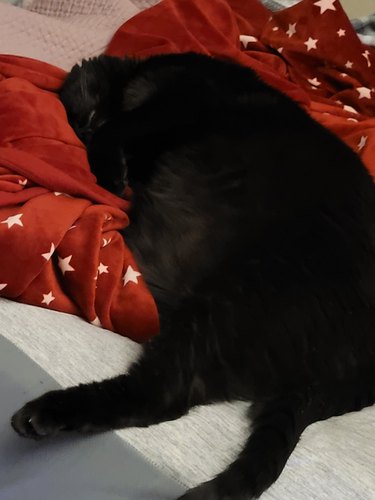 black cat sleeping on blanket.