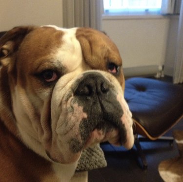 a bulldog looking supremely annoyed.