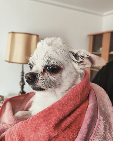 a dog looking annoyed after a bath.