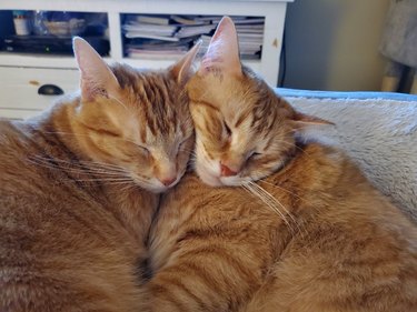 sibling cats sleeping together.