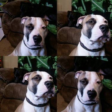 a collage of four photos of a dog looking irritated.