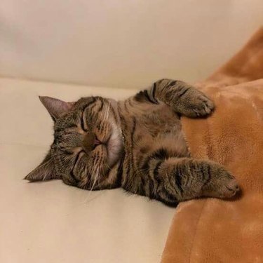 cat sleeping under blanket.