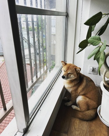 a shiba inu sitting in a corner by a window.