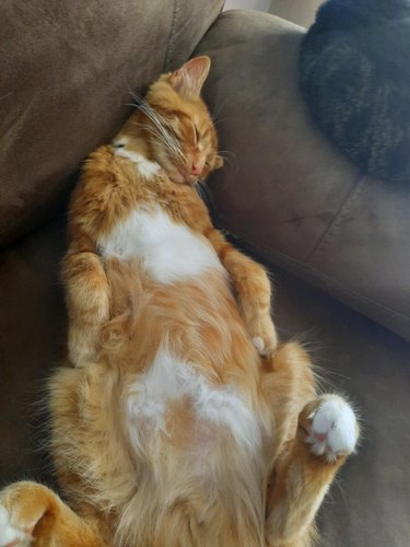 orange cat sleeping on back.