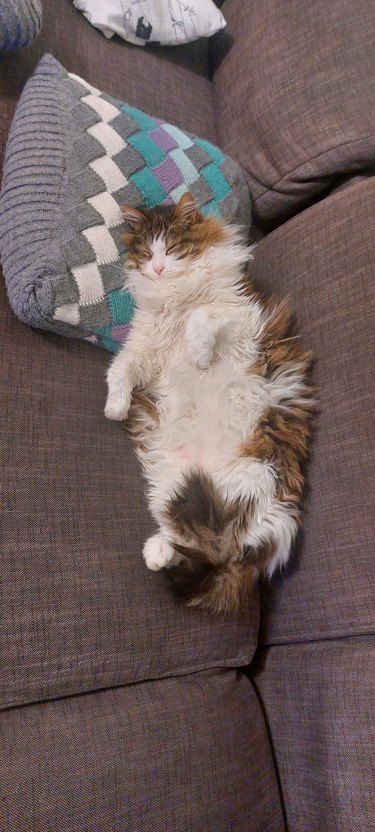 fluffy cat sleeping on couch.