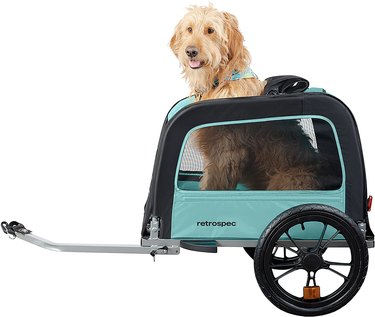 Tan colored terrier sitting in an aqua blue bike trailer with an open top.