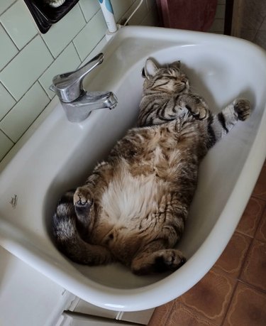 cat sleeping in sink.