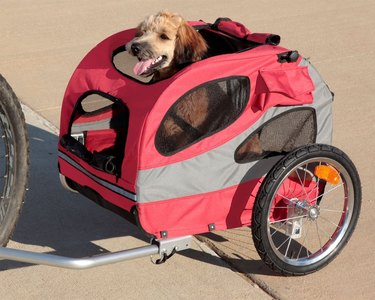 Doodle-type dog riding in a red bike trailer with the top open and side mesh windows.
