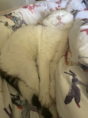 white cat sleeping and stretching at the same time.