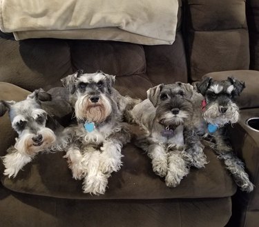 a group of four dogs looking irritated.